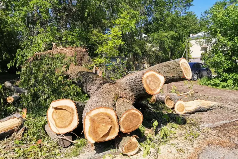 Sections of a removed tree trunk cut into logs and stacked beside a residential street
