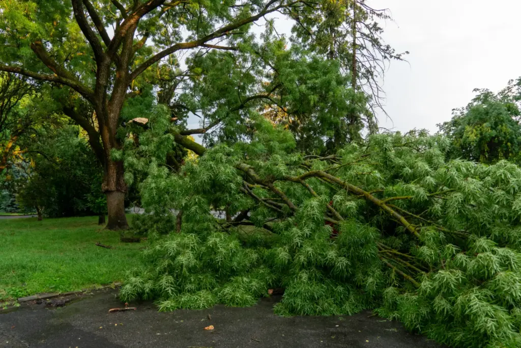 Large tree blown over by a storm and lying across a path, needing emergency removal