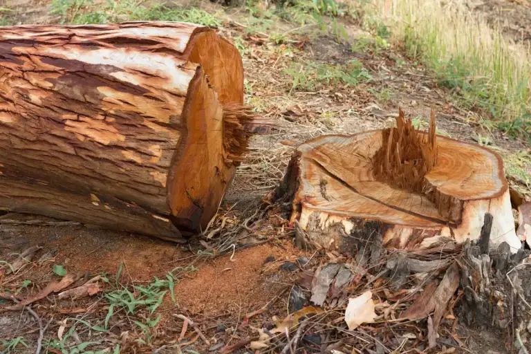 Felled tree trunk lying beside its freshly cut stump