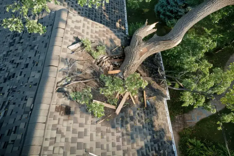 Large tree limb broken off and lying on a shingle roof, seen from above
