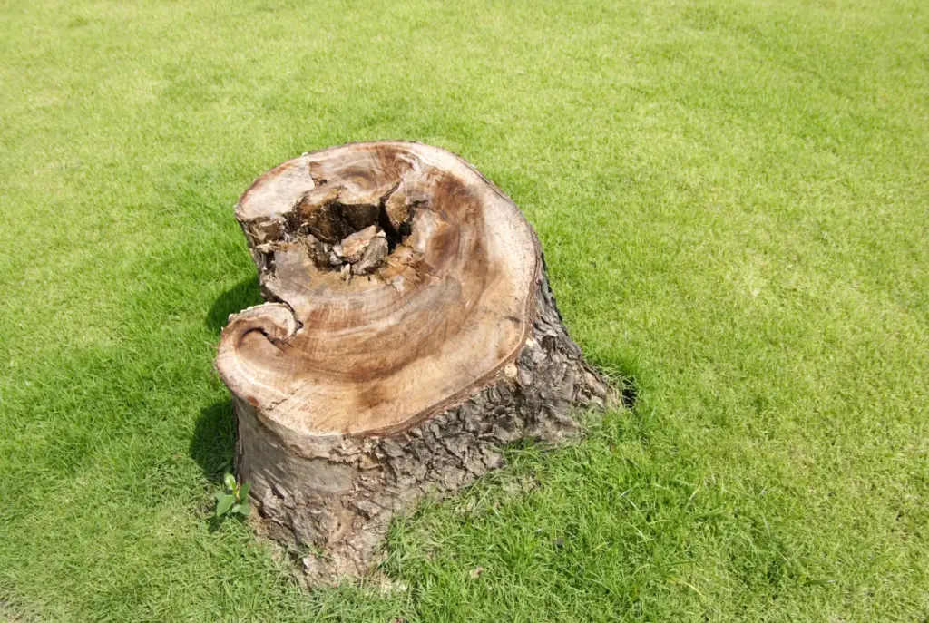 Old tree stump left in a mown lawn, ready for stump grinding